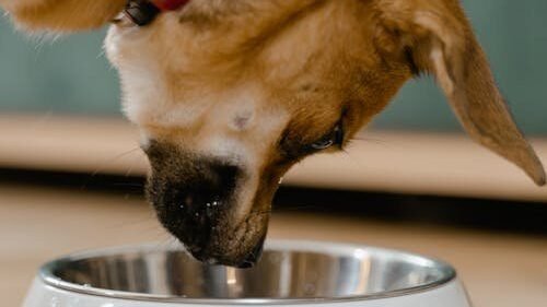 Best Dog Food UK 2026 image