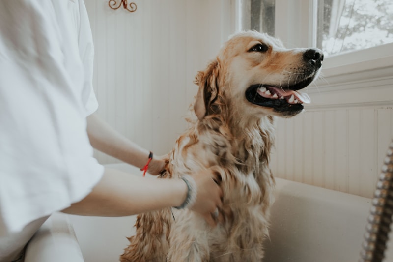 veterinarian examining dog with sensitive stomach