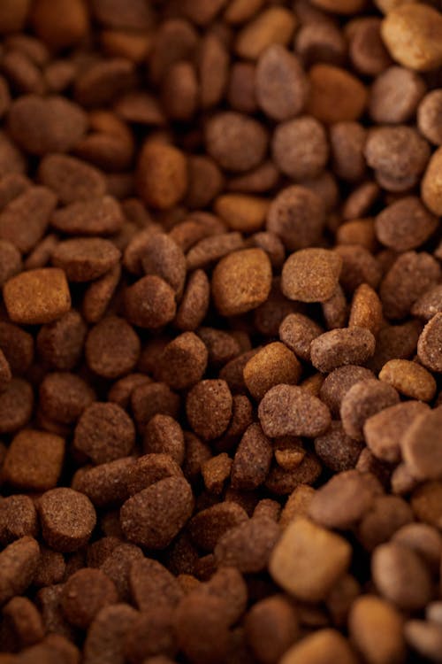 Close-up of affordable dry dog food kibble showing texture and quality