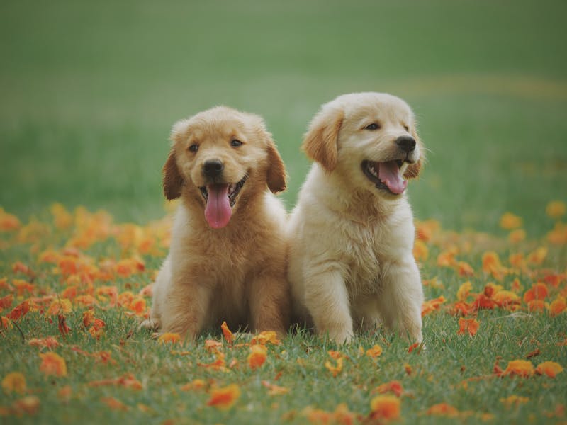 Anti Inflammatory Dog Food Recipe: 25+ Vet-Informed Homemade Meals for UK Dogs Healthy happy dog after eating anti inflammatory homemade food
