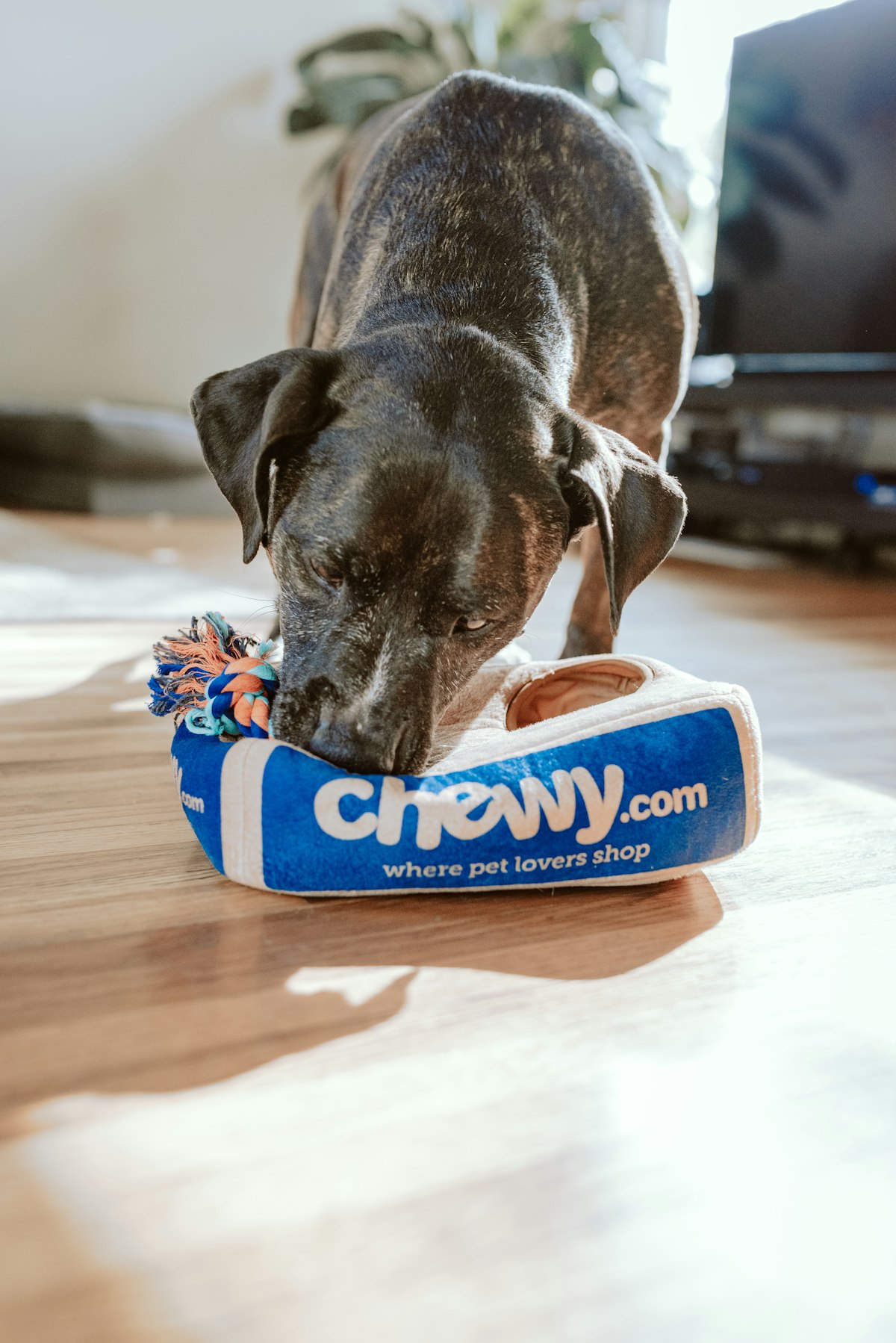 Small breed puppy eating appropriately sized kibble designed for tiny mouths and teeth