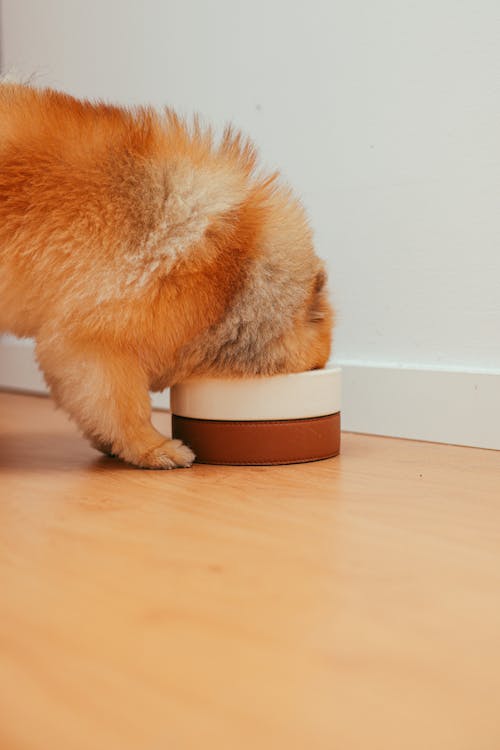 Best Dog Food UK 2026: Complete Guide to Choosing the Right Food for Your Dog Adorable brown Pomeranian puppy eating from a bowl inside a cosy home