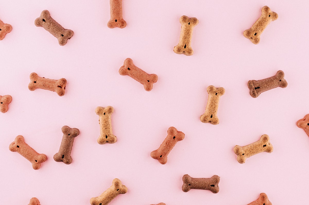 Selection of premium dry puppy food kibble brands available in the UK showing different kibble sizes and colours