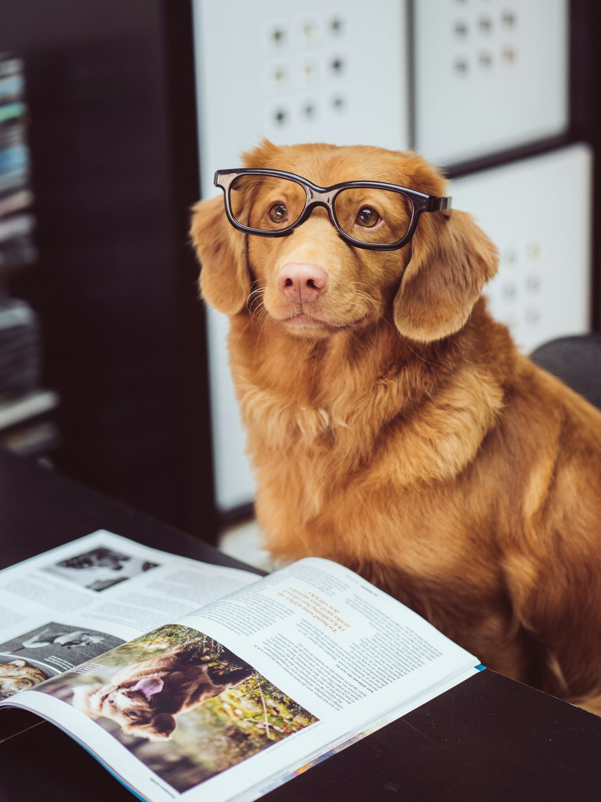 Cute puppy looking up at camera after finishing healthy natural meal