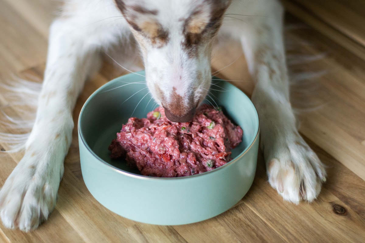 Best Dog Food UK 2026: Complete Guide to Choosing the Right Food for Your Dog Dog happily eating raw food from a bowl at home