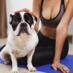 best budget friendly dog foods for weight loss