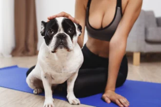 best budget friendly dog foods for weight loss