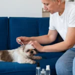 best flea treatment for dogs uk 2026