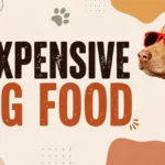 best inexpensive dog food