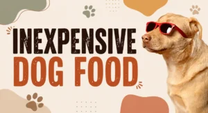 best inexpensive dog food