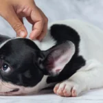 why dog scratching