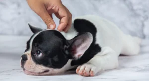 why dog scratching