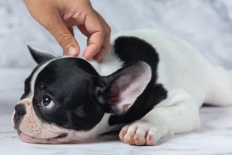 why dog scratching