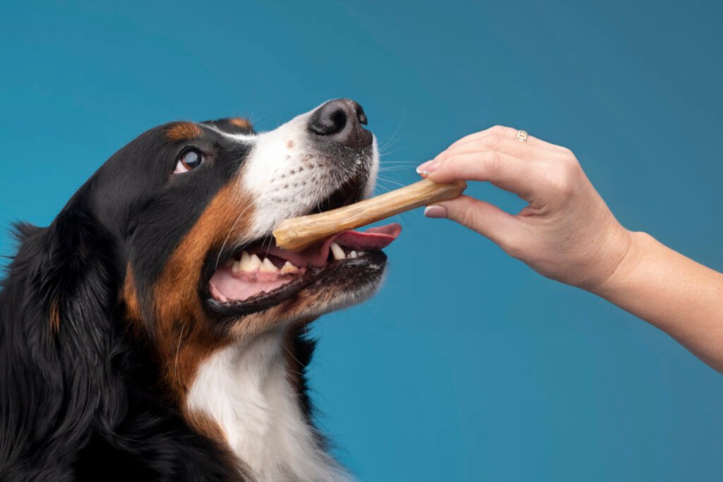 beautiful pet portrait dog with food
