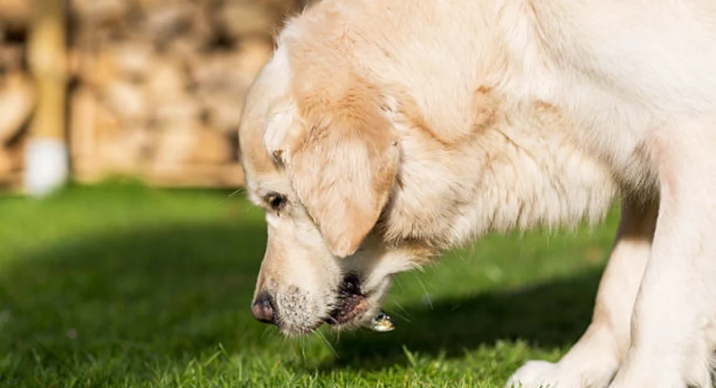 can dog eat grass