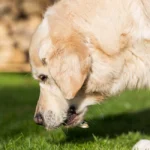 can dog eat grass