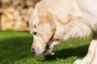 can dog eat grass