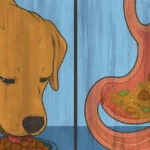 food for sensitive stomachs