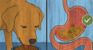 food for sensitive stomachs