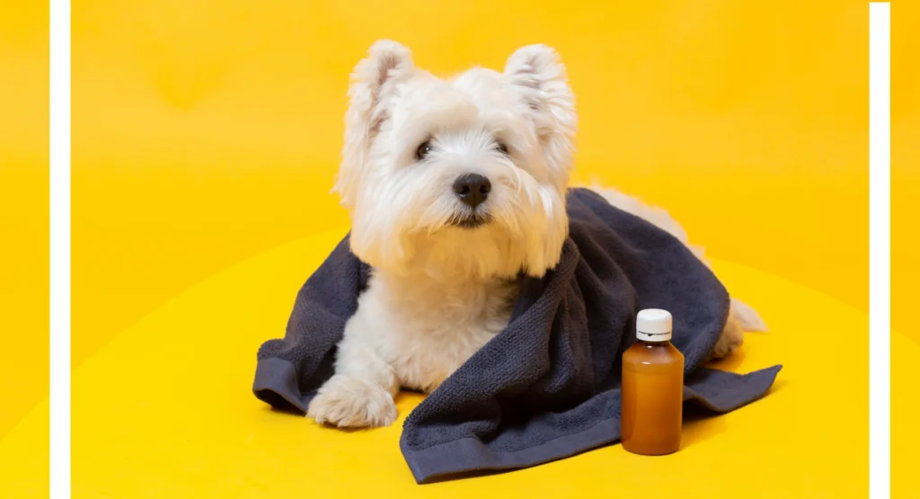 how do i know if my dog is sick