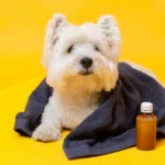 how do i know if my dog is sick