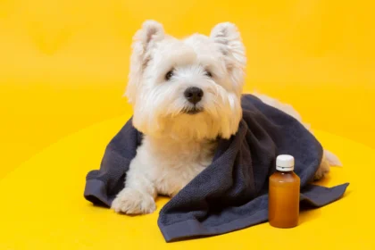 how do i know if my dog is sick
