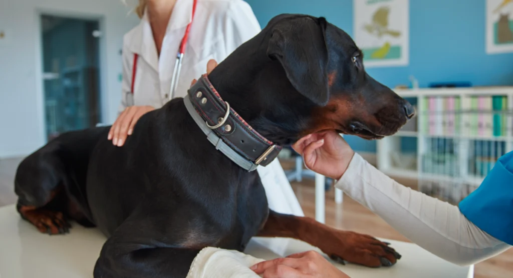 what diseases can spread from dogs to humans