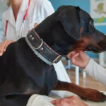 what diseases can spread from dogs to humans