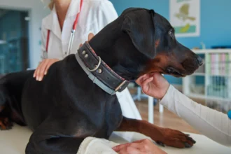 what diseases can spread from dogs to humans